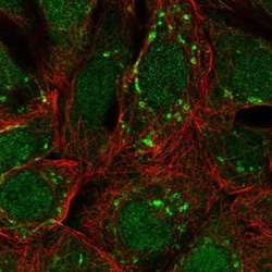 ARFIP1 Antibody, Novus Biologicals:Antibodies:Primary Antibodies