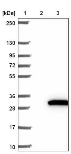 ARFRP1 Antibody, Novus Biologicals 0.1mL; Unlabeled:Antibodies, Polyclonal