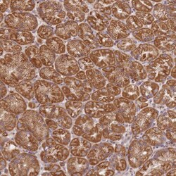 ARFRP1 Antibody, Novus Biologicals 0.1mL; Unlabeled:Antibodies, Polyclonal