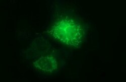 ARG2 Antibody (OTI3G5), Novus Biologicals 0.1mL; Unlabeled:Antibodies,