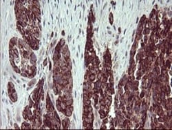ARG2 Antibody (OTI3G5), Novus Biologicals 0.1mL; Unlabeled:Antibodies,