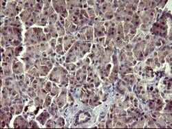ARG2 Antibody (OTI3G5), Novus Biologicals 0.1mL; Unlabeled:Antibodies,