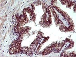 ARG2 Antibody (OTI3G5), Novus Biologicals 0.1mL; Unlabeled:Antibodies,