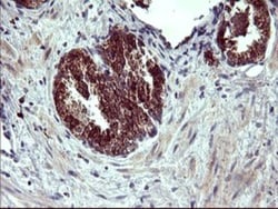 ARG2 Antibody (OTI3G5), Novus Biologicals 0.1mL; Unlabeled:Antibodies,