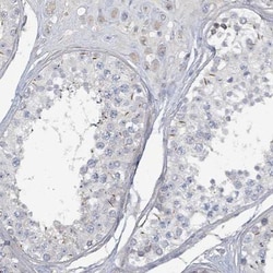 ARGFX Antibody, Novus Biologicals:Antibodies:Primary Antibodies