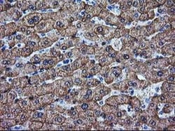 Arginase 1/ARG1/liver Arginase Antibody (OTI4E6), Novus Biologicals 0.1mL;