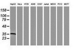 Arginase 1/ARG1/liver Arginase Antibody (OTI4E6), Novus Biologicals 0.1mL;