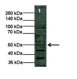 Argininosuccinate Lyase Antibody, Novus Biologicals:Antibodies:Primary