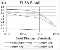 Argininosuccinate Synthase Antibody (2B10) - BSA Free, Novus Biologicals:Antibodies:Primary