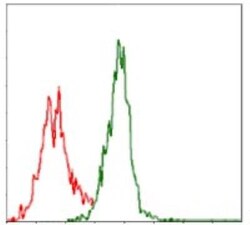 Argininosuccinate Synthase Antibody (2B10) - BSA Free, Novus Biologicals:Antibodies:Primary