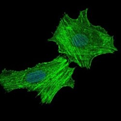 Argininosuccinate Synthase Antibody (2B10) - BSA Free, Novus Biologicals:Antibodies:Primary