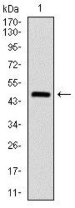Argininosuccinate Synthase Antibody (2B10) - BSA Free, Novus Biologicals:Antibodies:Primary