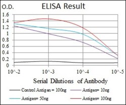 Argininosuccinate Synthase Antibody (2C10) - BSA Free, Novus Biologicals:Antibodies:Primary