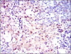 Argininosuccinate Synthase Antibody (2C10) - BSA Free, Novus Biologicals:Antibodies:Primary