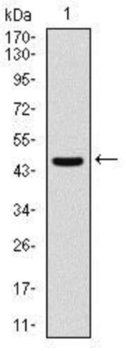 Argininosuccinate Synthase Antibody (2C10) - BSA Free, Novus Biologicals:Antibodies:Primary