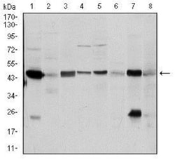 Argininosuccinate Synthase Antibody (2C10) - BSA Free, Novus Biologicals:Antibodies:Primary
