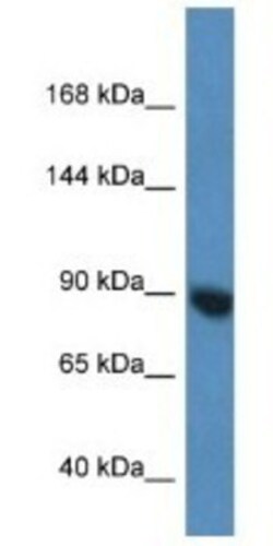 Argonaute 3 Antibody, Novus Biologicals 100&mu;L; Unlabeled:Antibodies,