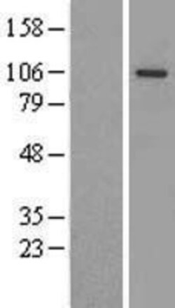 Novus Biologicals&trade;&nbsp;Argonaute 3 Overexpression Lysate