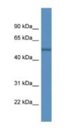 ARHGAP19 Antibody, Novus Biologicals:Antibodies:Primary Antibodies