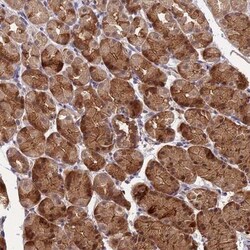 ARHGAP40 Antibody, Novus Biologicals 25 &mu;L | Buy Online | Novus Biologicals | Fisher Scientific
