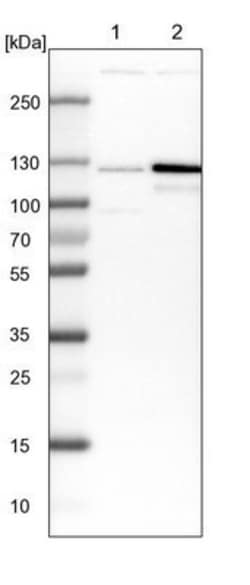 ARHGEF1 Antibody, Novus Biologicals:Antibodies:Primary Antibodies