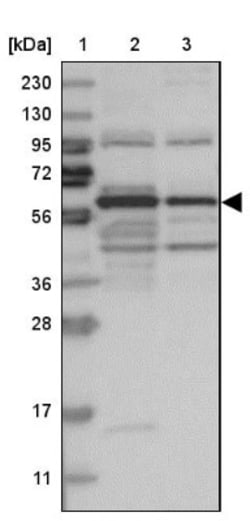 ARHGEF3 Antibody, Novus Biologicals:Antibodies:Primary Antibodies