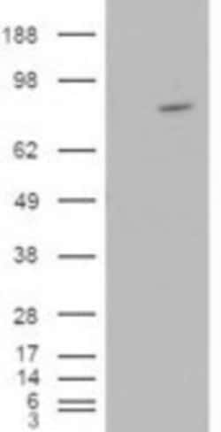 ARHGEF4 Antibody, Novus Biologicals 0.1mg; Unlabeled:Antibodies, Polyclonal