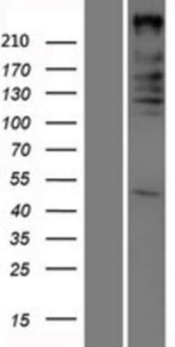 Novus Biologicals&trade;&nbsp;ARID1A Overexpression Lysate