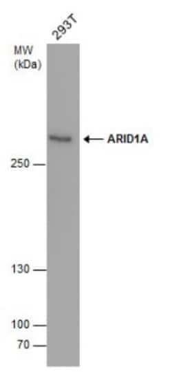 ARID1A Antibody (3611), Novus Biologicals 0.1mL; Unlabeled:Antibodies,