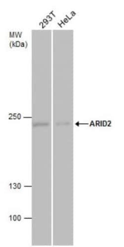 ARID2 Antibody (7311), Novus Biologicals 0.1mL; Unlabeled:Antibodies, Monoclonal