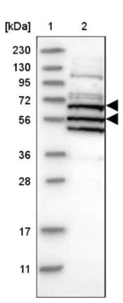 ARID5A Antibody, Novus Biologicals 25 &mu;L; Unlabeled:Antibodies, Polyclonal