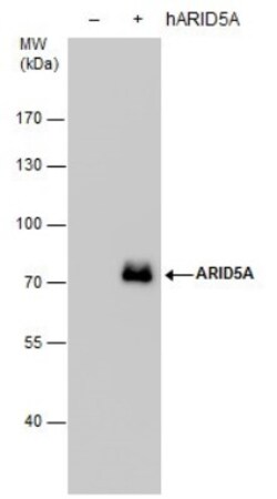 ARID5A Antibody (1683), Novus Biologicals 0.1 mL | Buy Online | Novus Biologicals | Fisher Scientific