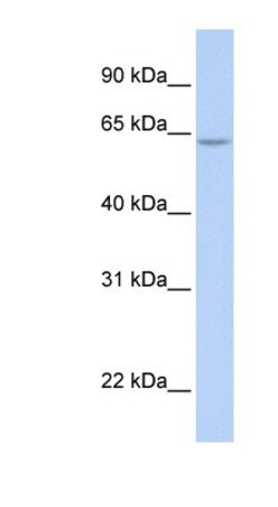 ARID5A Antibody, Novus Biologicals 0.05mg; Unlabeled:Antibodies, Polyclonal