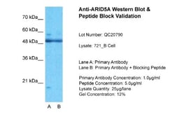 ARID5A Antibody, Novus Biologicals 0.05mg; Unlabeled:Antibodies, Polyclonal