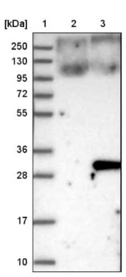 ARL11 Antibody, Novus Biologicals:Antibodies:Primary Antibodies