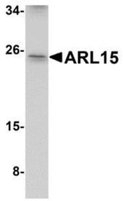 ARL15 Antibody - BSA Free, Novus Biologicals 0.025 mg, Unconjugated:Antibodies,