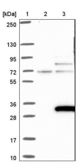 ARL15 Antibody, Novus Biologicals:Antibodies:Primary Antibodies