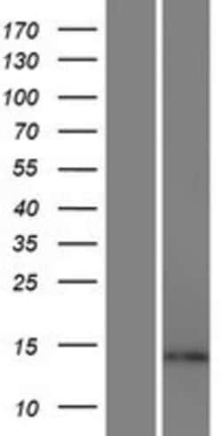 Novus Biologicals™ ARL17 Overexpression Lysate