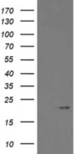 ARL2BP Antibody (OTI1A10), Novus Biologicals 0.1mL; Unlabeled:Antibodies,