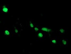 ARL2BP Antibody (OTI1A10), Novus Biologicals 0.1mL; Unlabeled:Antibodies,