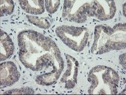 ARL2BP Antibody (OTI1A10), Novus Biologicals 0.1mL; Unlabeled:Antibodies,