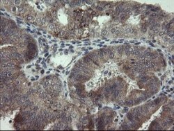 ARL2BP Antibody (OTI1A10), Novus Biologicals 0.1mL; Unlabeled:Antibodies,