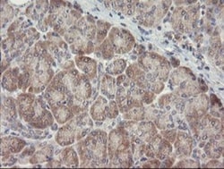 ARL2BP Antibody (OTI1A10), Novus Biologicals 0.1mL; Unlabeled:Antibodies,