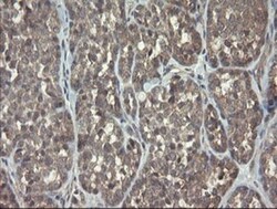 ARL2BP Antibody (OTI1A10), Novus Biologicals 0.1mL; Unlabeled:Antibodies,