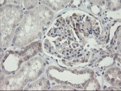 ARL2BP Antibody (OTI1A10), Novus Biologicals 0.1mL; Unlabeled:Antibodies,