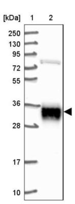 ARL6IP4 Antibody, Novus Biologicals 25 &mu;L, Unlabeled:Antibodies, Polyclonal