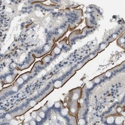 ARL6IP6 Antibody, Novus Biologicals 0.1mL; Unlabeled:Antibodies, Polyclonal