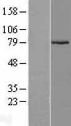 Novus Biologicals™ ARMCX2 Overexpression Lysate
