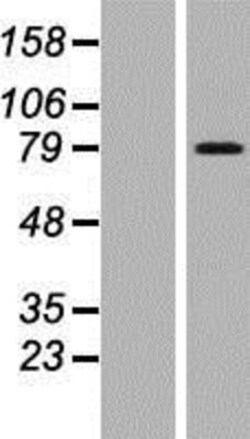Novus Biologicals&trade;&nbsp;ARMCX2 Overexpression Lysate