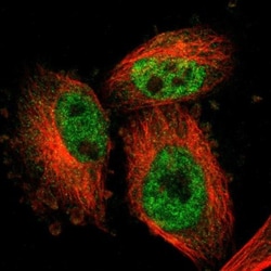 ARMCX3 Antibody, Novus Biologicals:Antibodies:Primary Antibodies